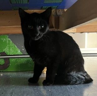 Piper