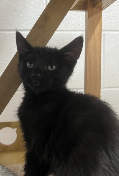 Rosie - Domestic Short Hair