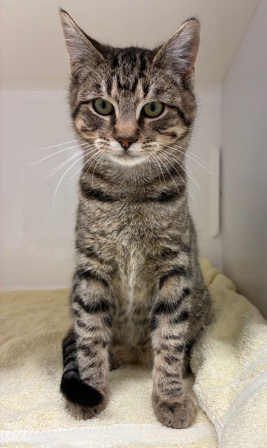 Mitchell - Domestic Short Hair