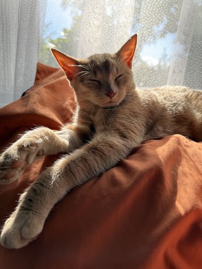 Jasper