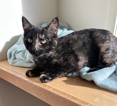 Dior - Domestic Short Hair
