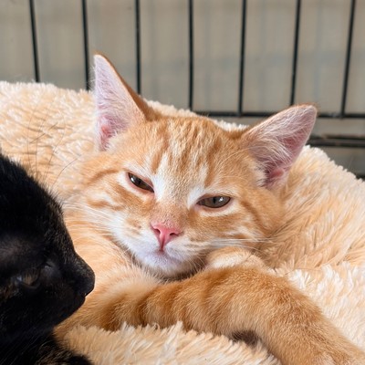 Dorito - Domestic Short Hair