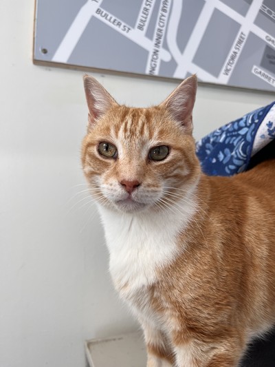 Shelby - Domestic Short Hair