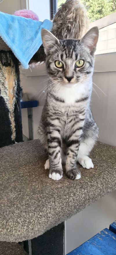 Merlin
