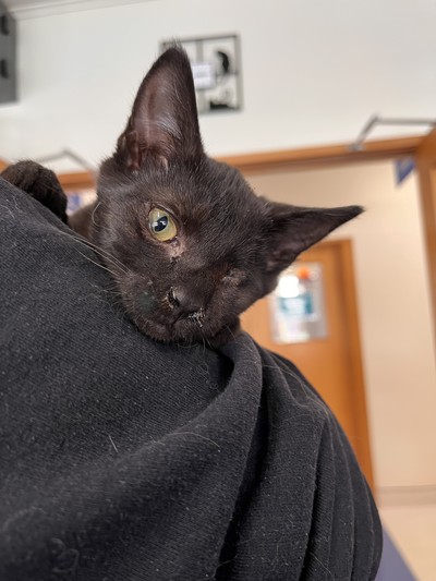 Starling - Domestic Short Hair