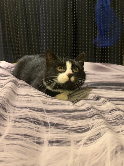 Mayhem - Domestic Short Hair