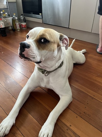 Freyja - American Bulldog