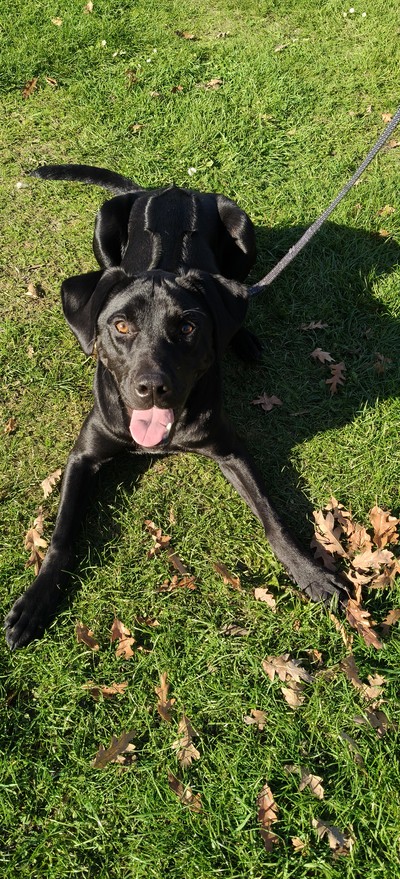 Biskit - Rhodesian Ridgeback