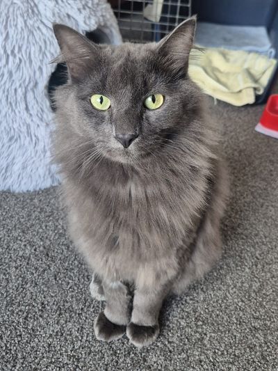 Gandolf