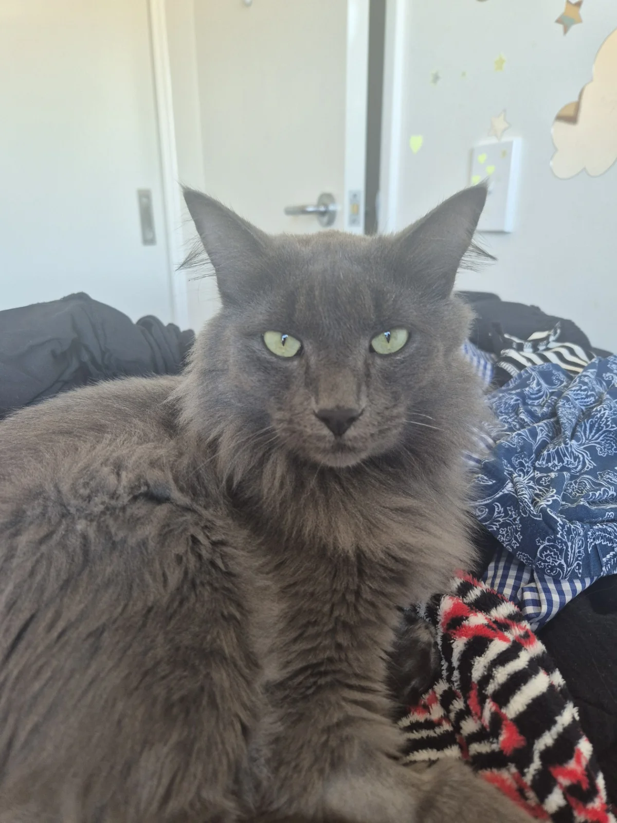 Gallery image: Gandolf