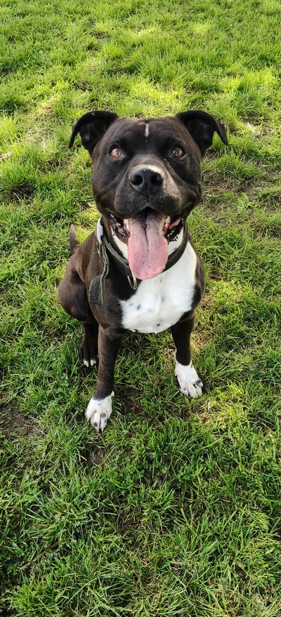 Buddy  - Staffy