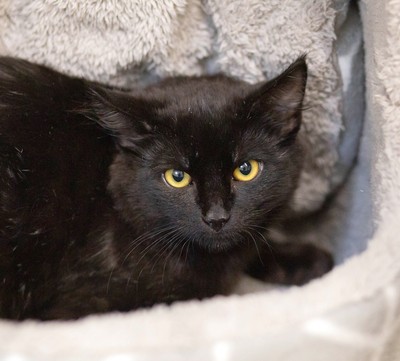 Hero - Domestic Medium Hair