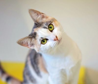 Daisy