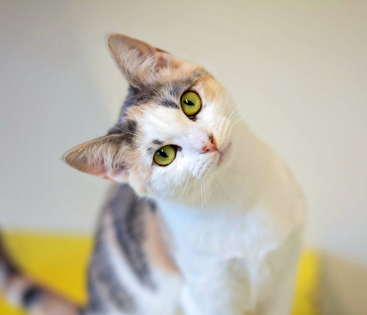 Gallery image: Daisy