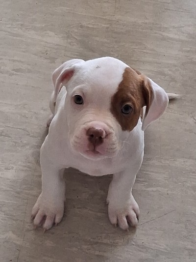 Cashew  - Medium Cross Breed