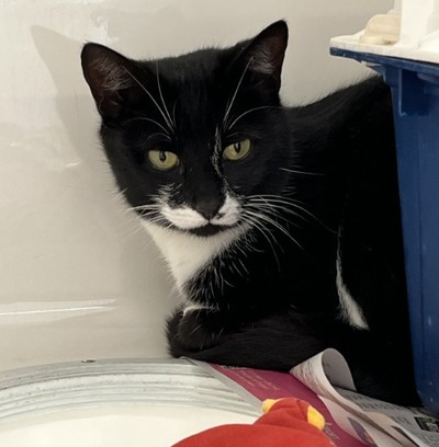 Maggie - Domestic Short Hair