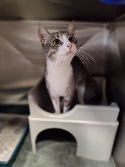 Pearl - Domestic Short Hair