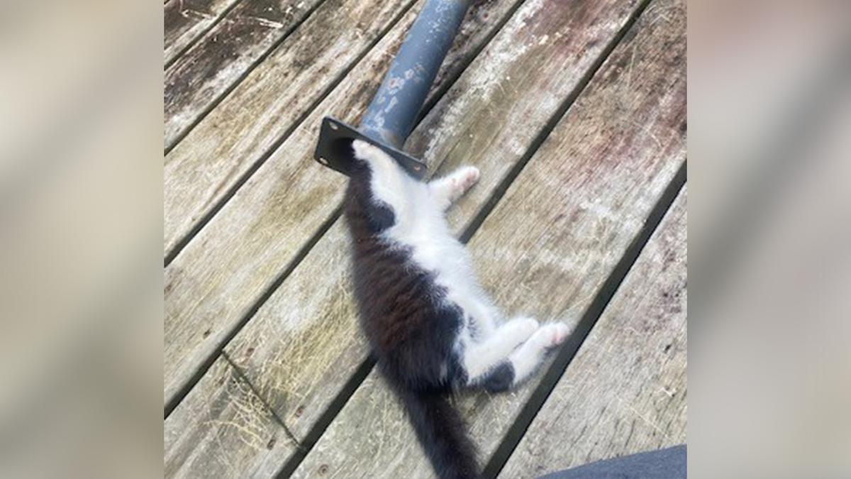 From rescued to rehomed: Albert's story