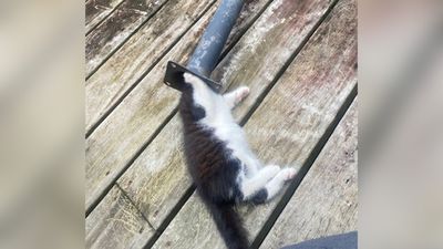 From rescued to rehomed: Albert's story