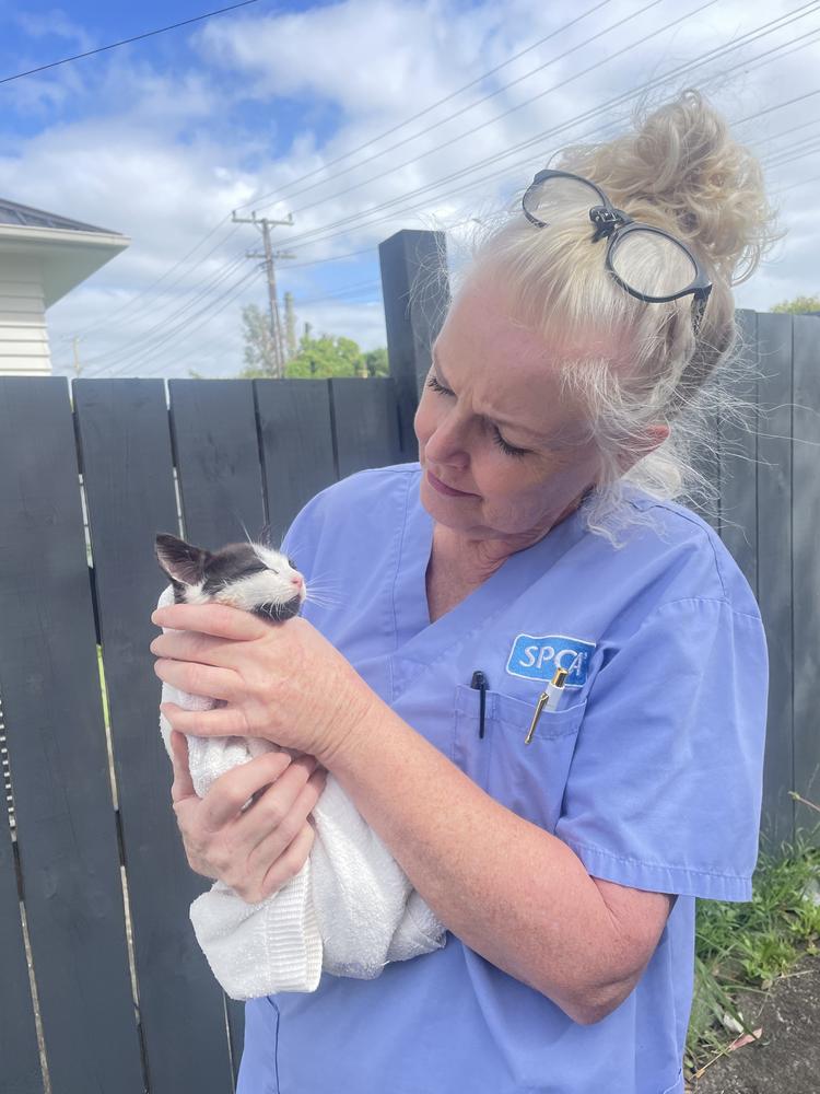 A small black and white kitten is held by a veterinary nurse.