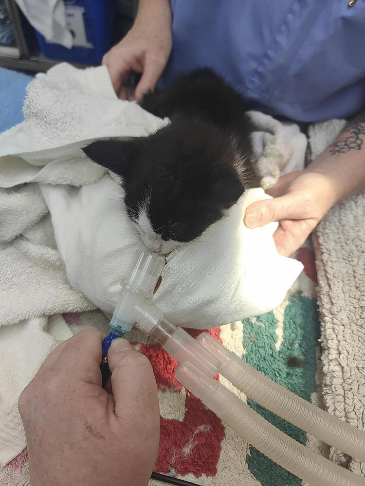 A small black and white kitten breathes through a tube.