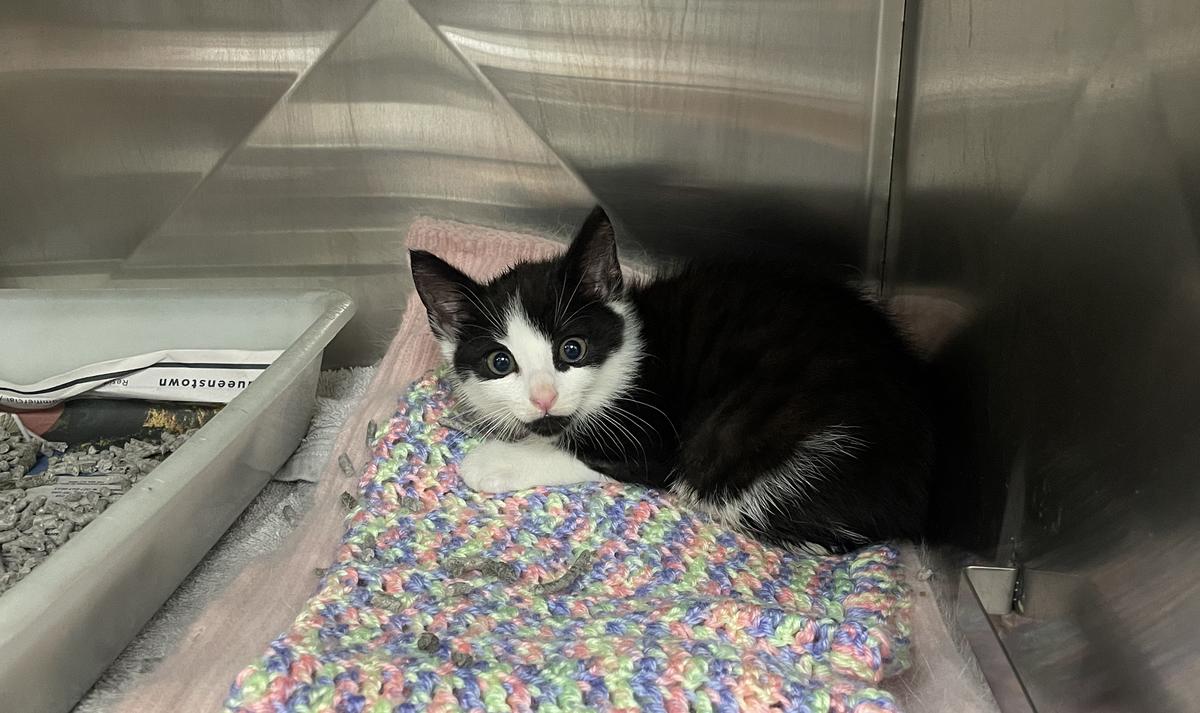 A black and white kitten sits on blankets in a crate, his eyes wide.