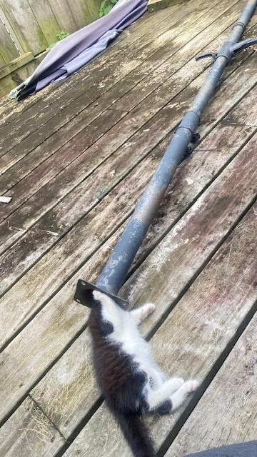 A black and white kitten with its head stuck in the bottom of a large patio umbrella pole.