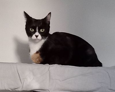 Cleo