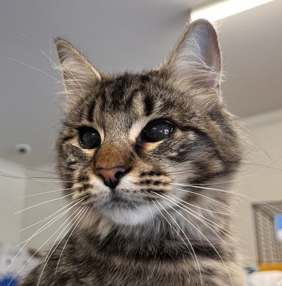 Mimi