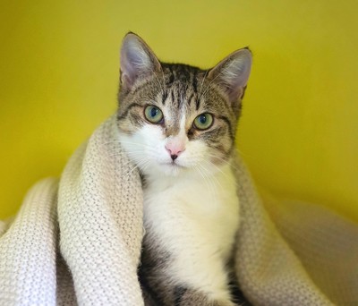 Beaker - Domestic Short Hair