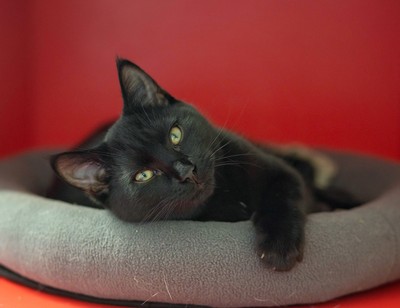 Ritchie - Domestic Short Hair