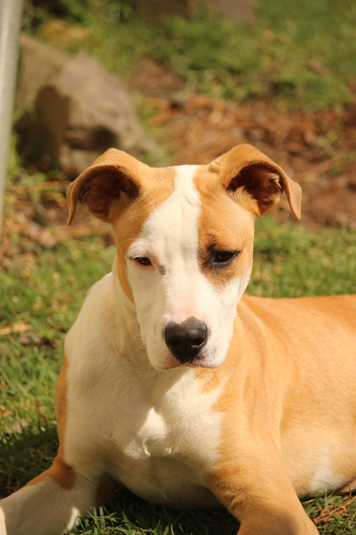 Gallery image: Archie
