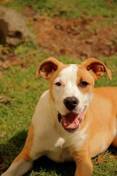 Gallery image: Archie