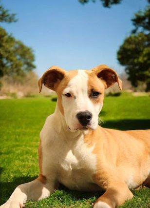 Gallery image: Archie