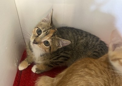 Almond - Domestic Short Hair