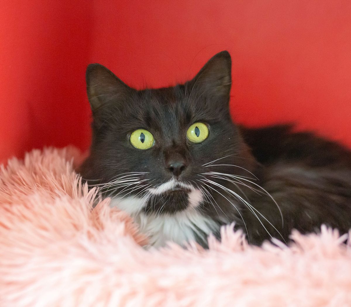 Gallery image: Missy