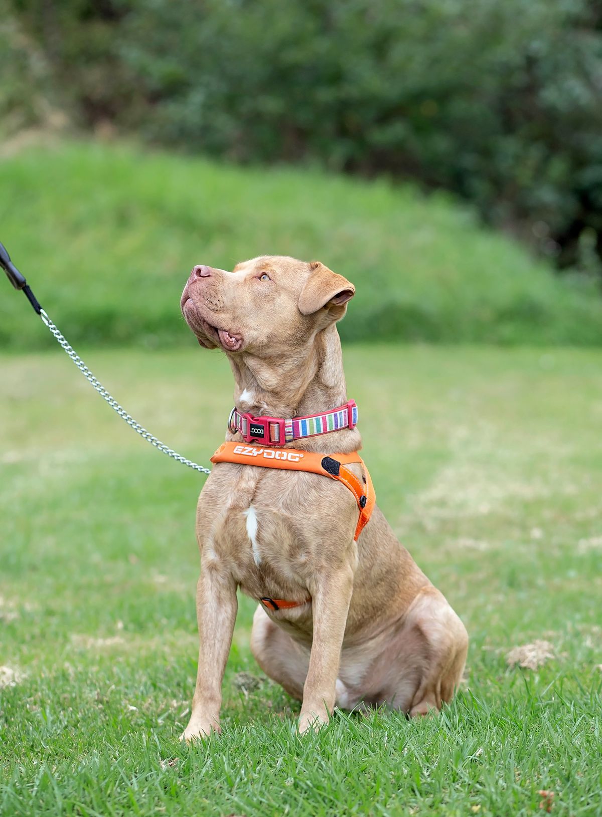 Gallery image: Louie 