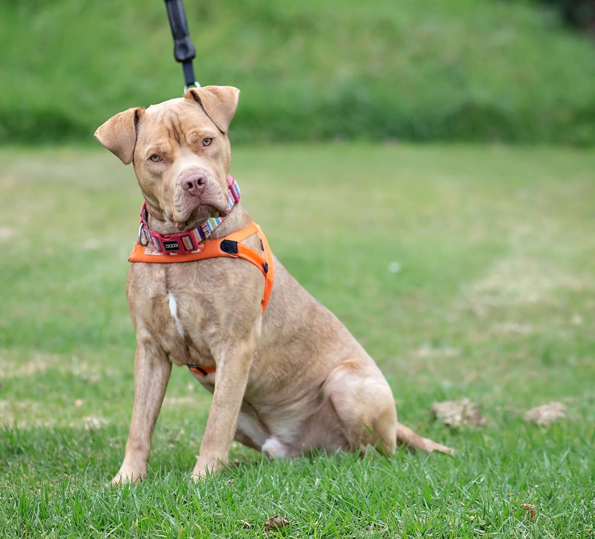 Gallery image: Louie 