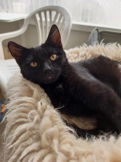 Bluebell - Domestic Short Hair