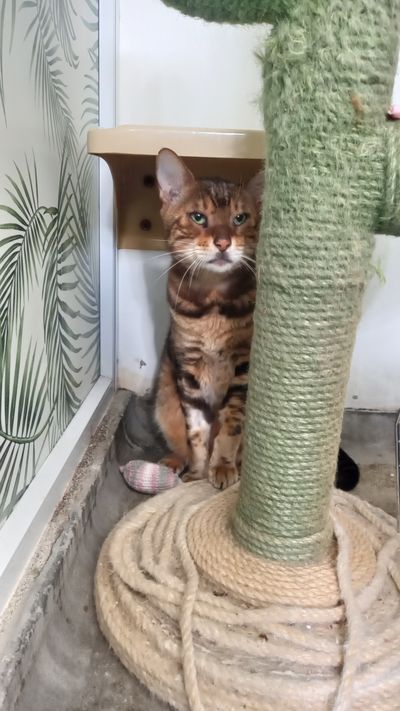 Loki