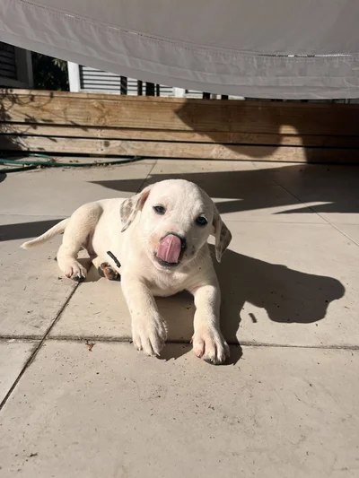 Piper