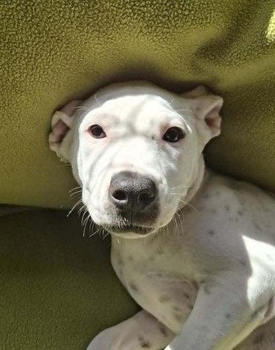 Zinc - American Bulldog
