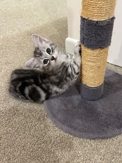 Mimi