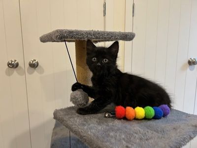 Coco