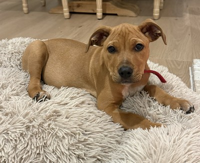Morris - Medium Cross Breed