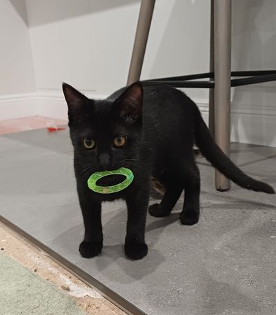 Zuko