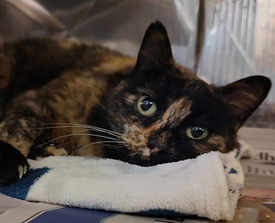 Bridget - Domestic Short Hair