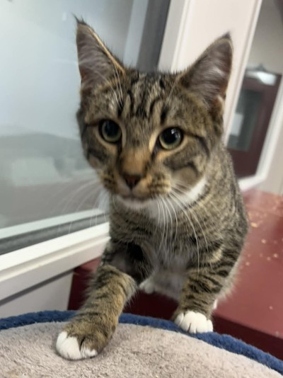 Tucker - Domestic Short Hair