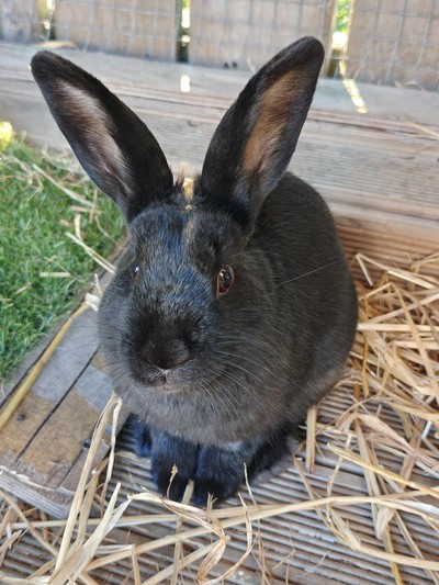 Billy - Flemish Giant