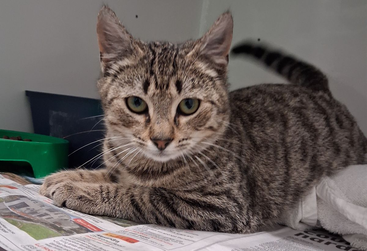 Gallery image: Bob